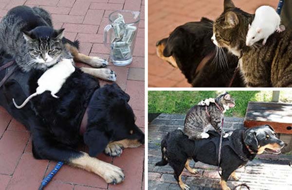 Мужчина крыса и собака. Кошка собака и крыса. Кошка и собака друзья. Дружба кошки и собаки. Кот и собака дружат.